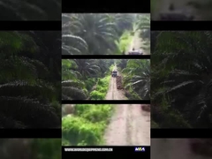 WEA18 جرار زيت النخيل