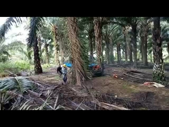 2150mm Wheelbase Palm Oil Tractor مع سعة خزان الوقود للإطارات الزراعية 11L