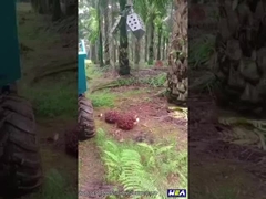 22HP إندونيسيا جرار زيت النخيل جرار زراعي صغير مع كلاب